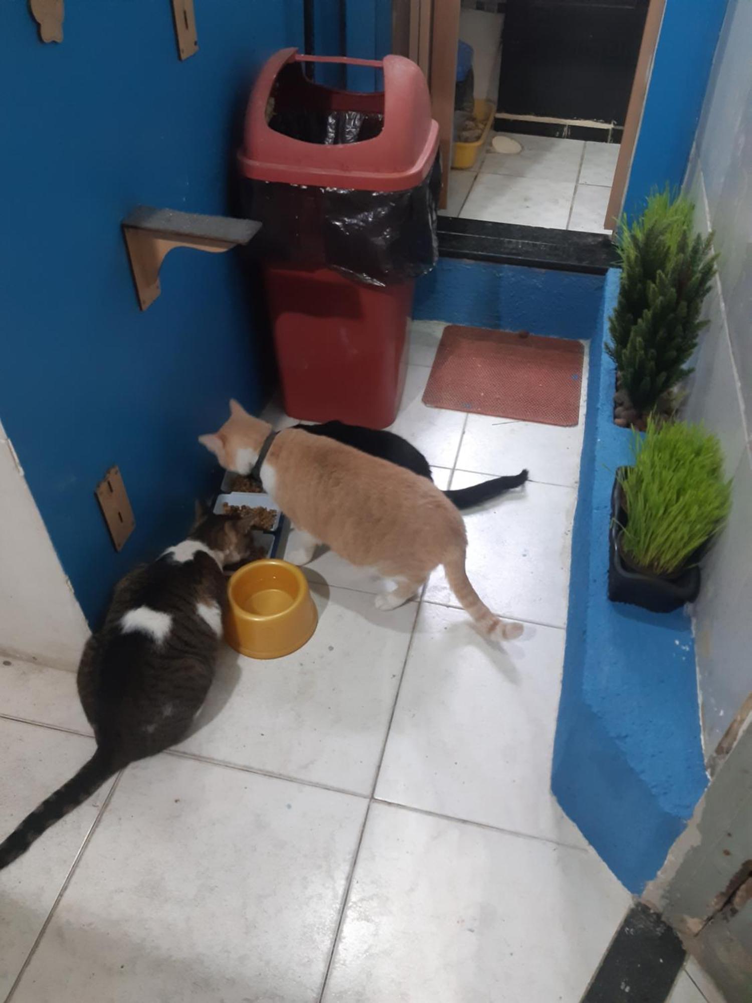 Sapucali Privative Hostel ريو دي جانيرو المظهر الخارجي الصورة